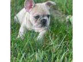 French Bulldog Puppy for sale in Youngstown, OH, USA