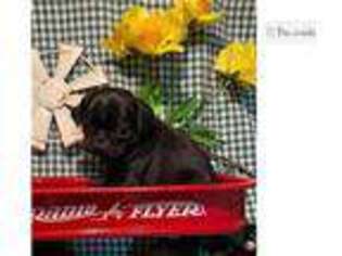 Pug Puppy for sale in Columbia, MO, USA