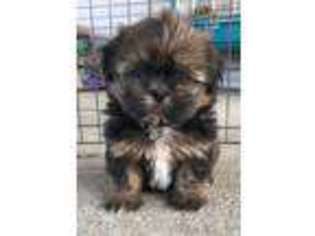 Mutt Puppy for sale in Belle Rive, IL, USA