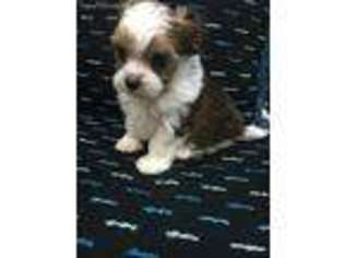 Shorkie Tzu Puppy for sale in Canton, GA, USA