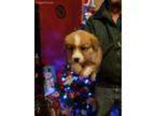 Pembroke Welsh Corgi Puppy for sale in Stanley, VA, USA