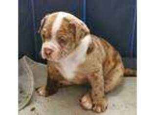 Alapaha Blue Blood Bulldog Puppy for sale in Garland, TX, USA