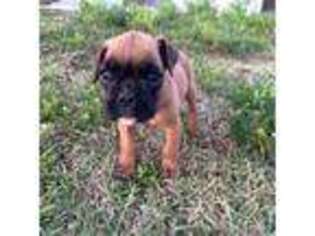 Boxer Puppy for sale in New Smyrna Beach, FL, USA
