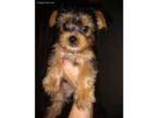 Yorkshire Terrier Puppy for sale in Arlington, TX, USA