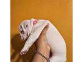 Mutt Puppy for sale in Eastpointe, MI, USA