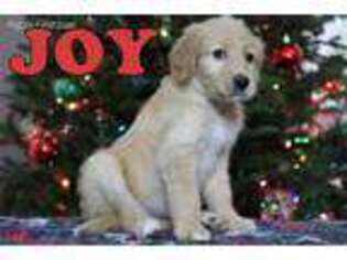 Goldendoodle Puppy for sale in Kernersville, NC, USA