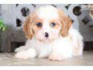 Cavachon Puppy for sale in Columbus, OH, USA