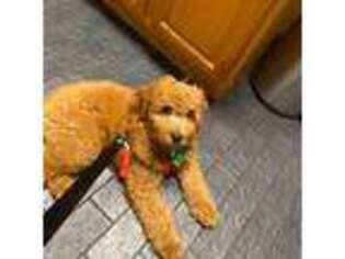 Goldendoodle Puppy for sale in Mulberry, FL, USA