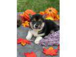 Shiba Inu Puppy for sale in Bristol, IN, USA