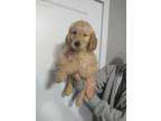 Medium Photo #1 Goldendoodle Puppy For Sale in Ripley, ME, USA