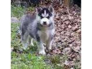 Siberian Husky Puppy for sale in Winchester, VA, USA