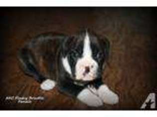 Boxer Puppy for sale in PLANTERSVILLE, TX, USA
