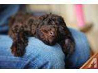 Labradoodle Puppy for sale in PASCO, WA, USA