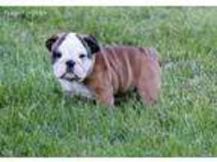 Bulldog Puppy for sale in Thebes, IL, USA