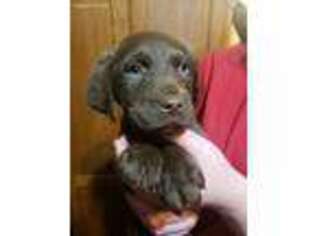 Chesapeake Bay Retriever Puppy for sale in Greentown, IN, USA