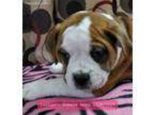 Olde English Bulldogge Puppy for sale in Maricopa, AZ, USA