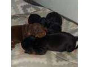 Dachshund Puppy for sale in Mount Olive, NC, USA