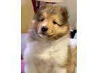 Shetland Sheepdog Puppy for sale in Davidson, NC, USA