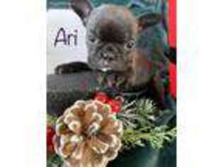 French Bulldog Puppy for sale in Millsap, TX, USA