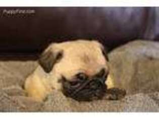 Pug Puppy for sale in Penn Yan, NY, USA