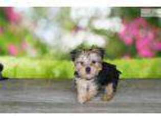 Silky Terrier Puppy for sale in Saint George, UT, USA