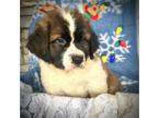 Saint Bernard Puppy for sale in Minneapolis, MN, USA