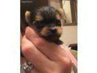 Yorkshire Terrier Puppy for sale in Ringgold, GA, USA