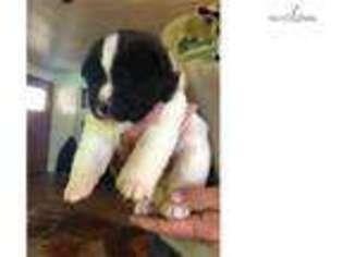 Akita Puppy for sale in Yakima, WA, USA