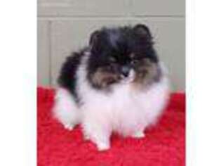 Pomeranian Puppy for sale in San Luis Obispo, CA, USA