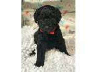 Labradoodle Puppy for sale in Berrien Springs, MI, USA