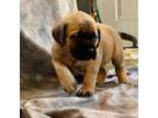 Mastiff Puppy for sale in Lakeview, MI, USA