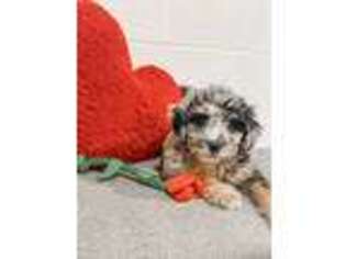 Mutt Puppy for sale in Pittsburgh, PA, USA