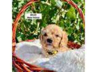 Cavapoo Puppy for sale in Rigby, ID, USA