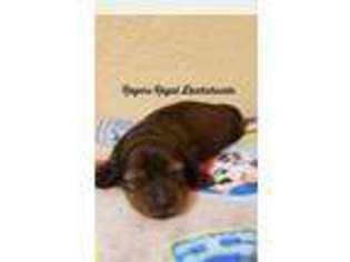 Dachshund Puppy for sale in Wylie, TX, USA