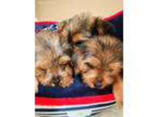 Yorkshire Terrier Puppy for sale in Kennedale, TX, USA