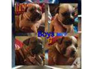 Olde English Bulldogge Puppy for sale in NEWARK, OH, USA