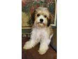 Cavapoo Puppy for sale in Evansville, IL, USA