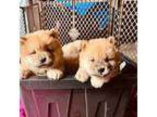 Chow Chow Puppy for sale in Fredericksburg, VA, USA