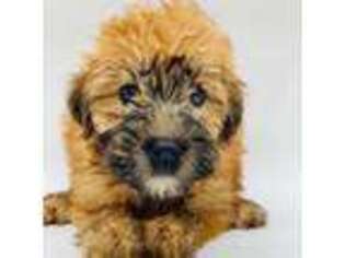 Soft Coated Wheaten Terrier Puppy for sale in Abingdon, VA, USA