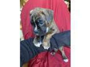 Boxer Puppy for sale in New Castle, IN, USA