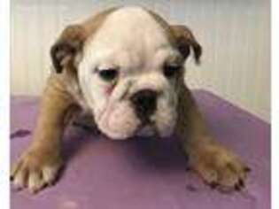 Bulldog Puppy for sale in Danville, NH, USA