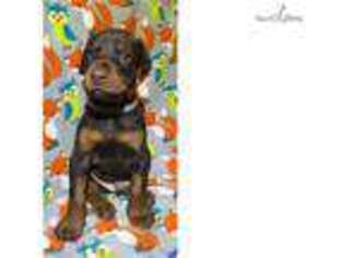Doberman Pinscher Puppy for sale in Albany, GA, USA