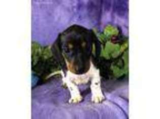 Dachshund Puppy for sale in Walsh, CO, USA