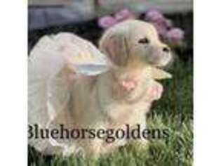 Golden Retriever Puppy for sale in Aurora, CO, USA