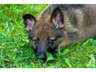 German Shepherd Dog Puppy for sale in WURTSBORO, NY, USA