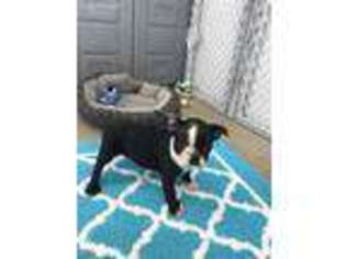 Boston Terrier Puppy for sale in Colton, SD, USA