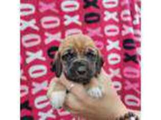 Bloodhound Puppy for sale in New Port Richey, FL, USA