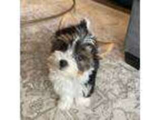 Biewer Terrier Puppy for sale in Sioux Falls, SD, USA