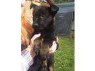 German Shepherd Dog Puppy for sale in Tioga, PA, USA