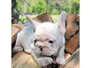French Bulldog Puppy for sale in Cattaraugus, NY, USA